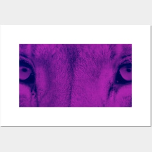 Lion Eyes (Plum) Posters and Art